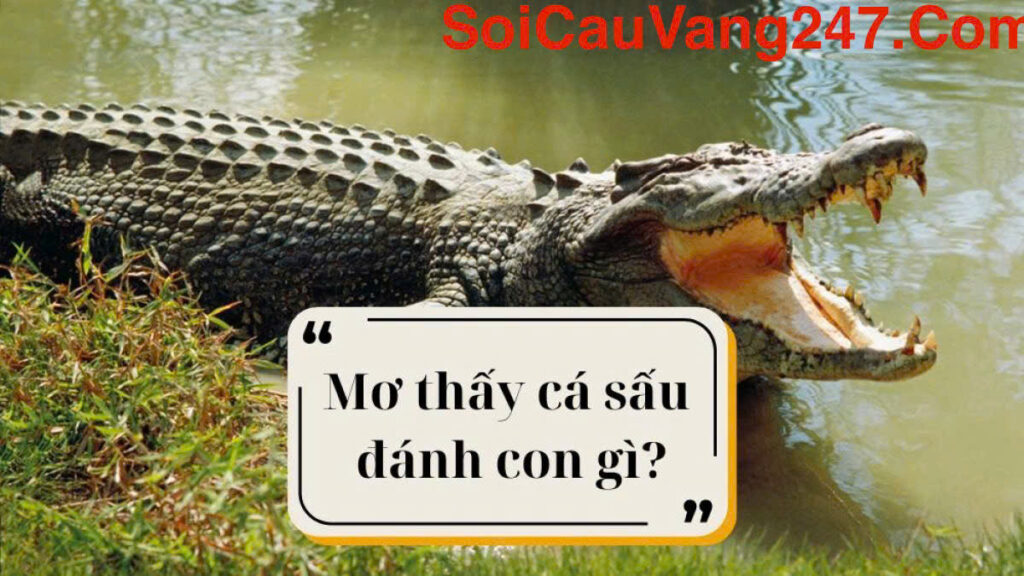 mơ thấy cá sấu