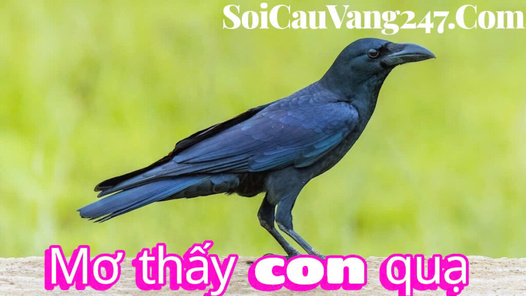 Mơ thấy con quạ