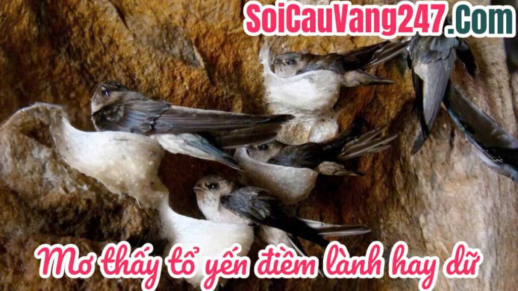 Mơ thấy tổ yến