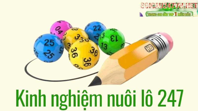nuôi lô 247