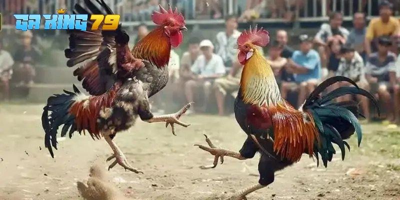 Đá Gà Trực Tiếp GAKING79