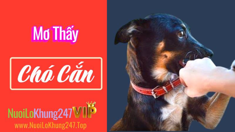 mơ thấy chó cắn