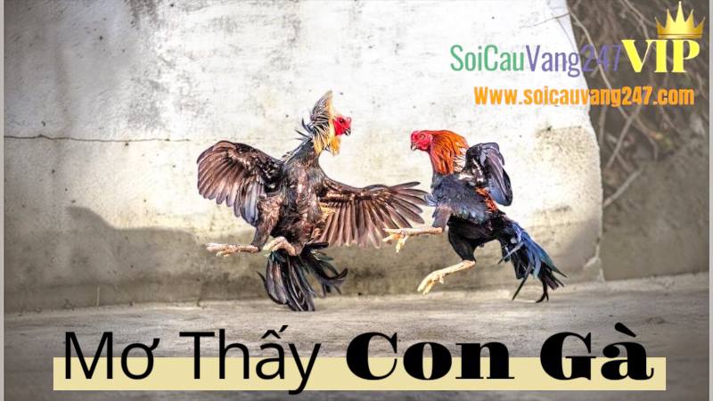 mo-thay-con-ga